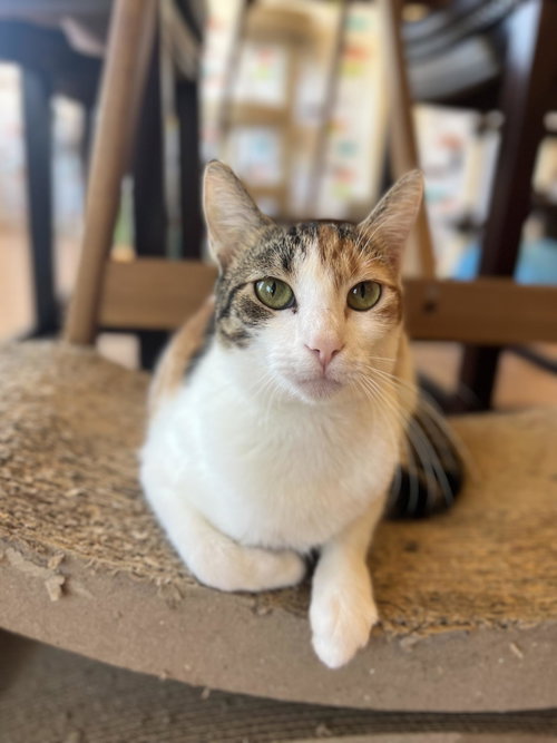 picture of the cat needing adoption