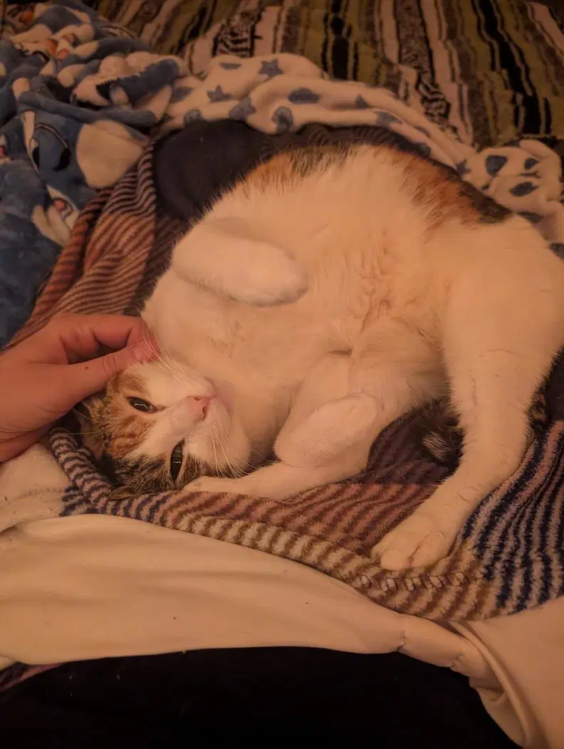Sophia - Domestic Short Hair