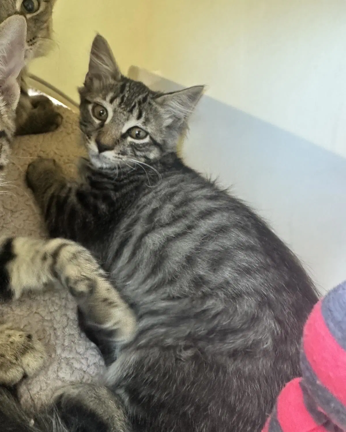 Rigatoni - Domestic Long Hair