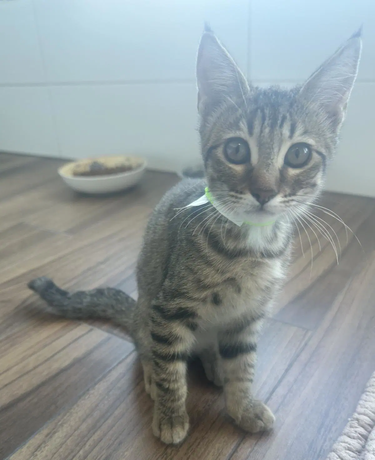Ravioli - Domestic Short Hair