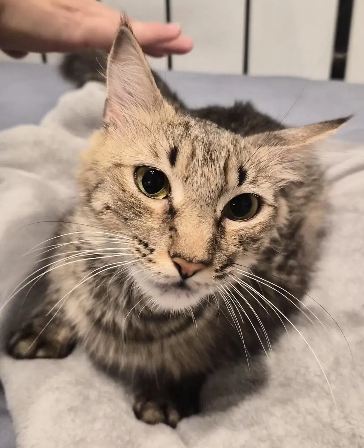 Orzo - Maine Coon