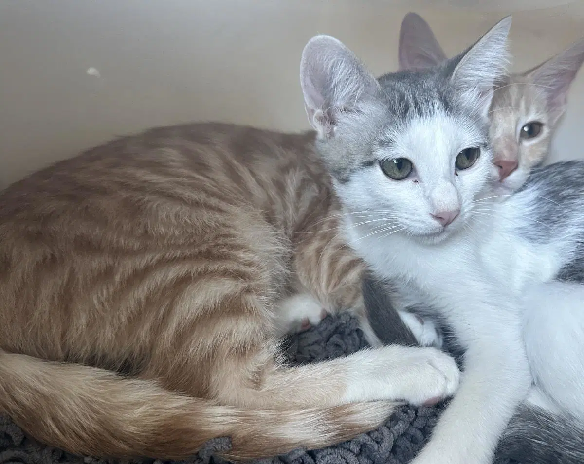 Spielberg - Domestic Short Hair