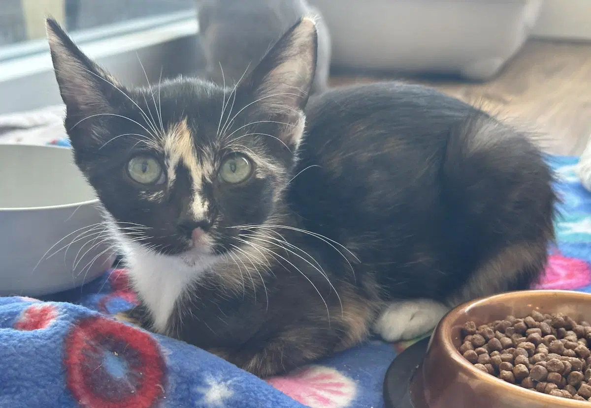 Ember - Domestic Short Hair