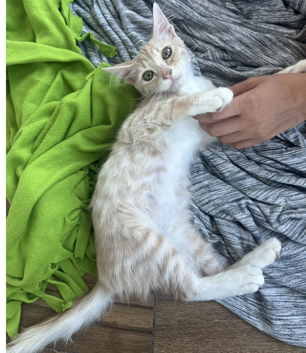 Tarantino - Domestic Short Hair