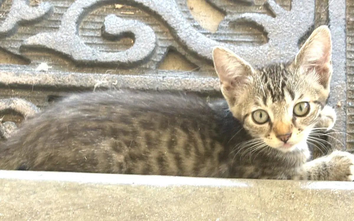Gerwig image 2