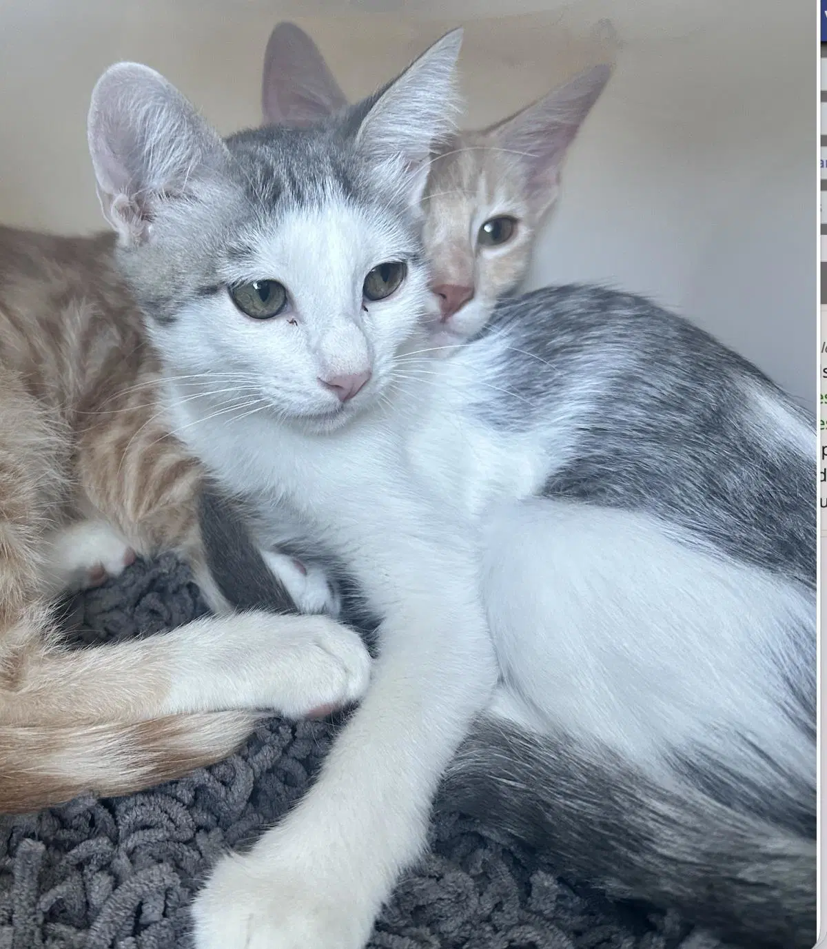 Coppola - Domestic Short Hair