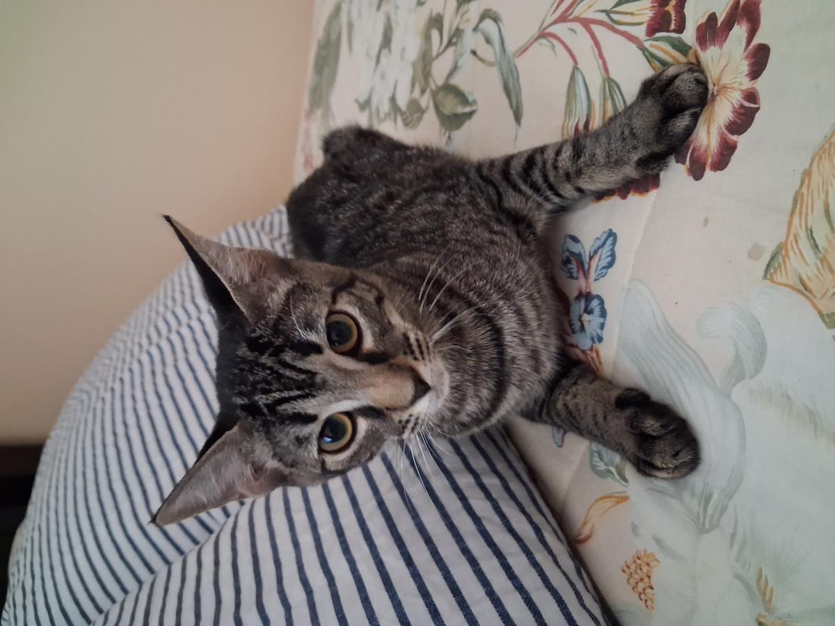 Lily