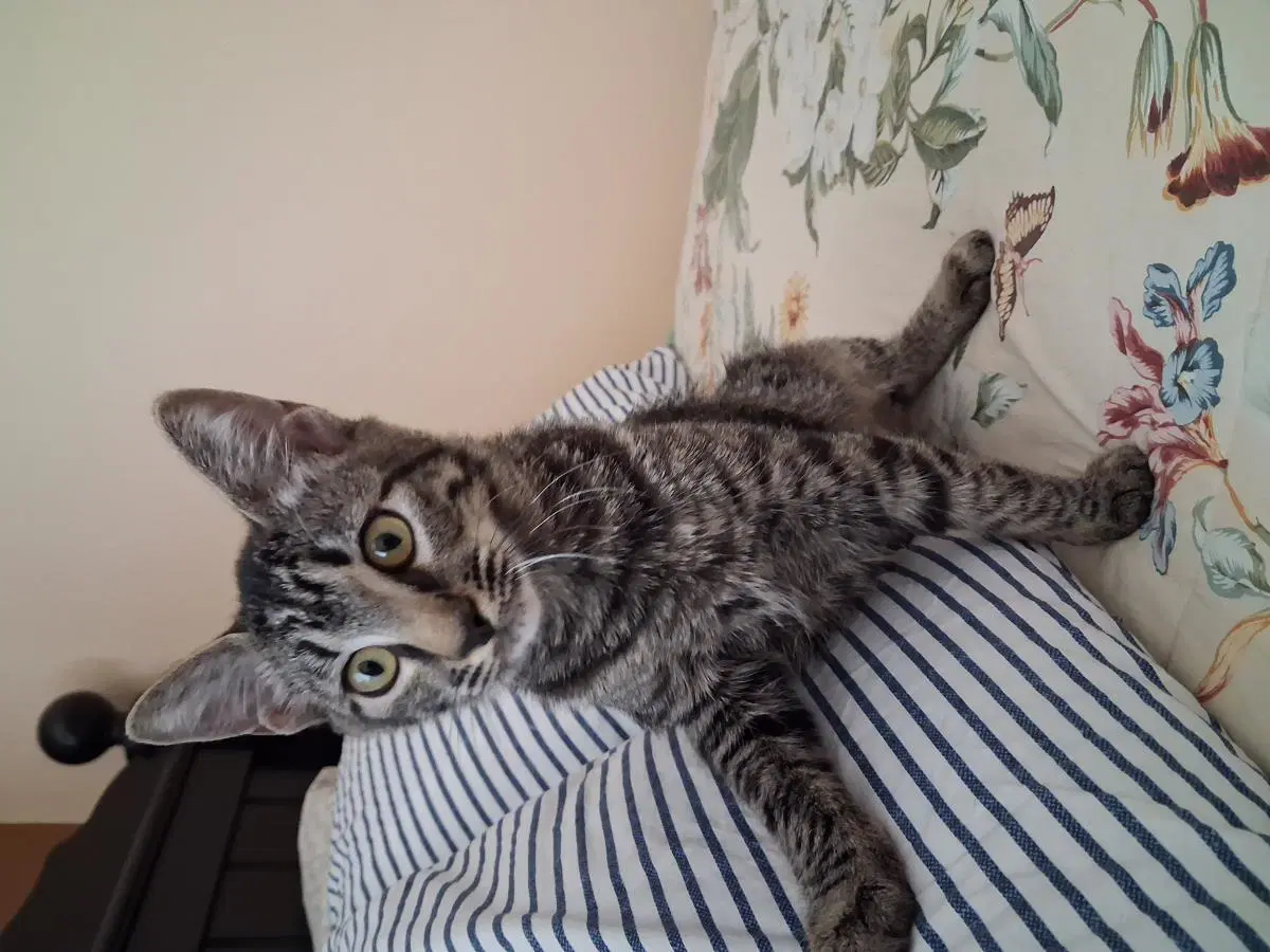 Daisy - Domestic Short Hair