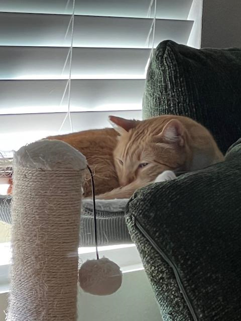 Photo 4 of Benito (Fka Sherbert)