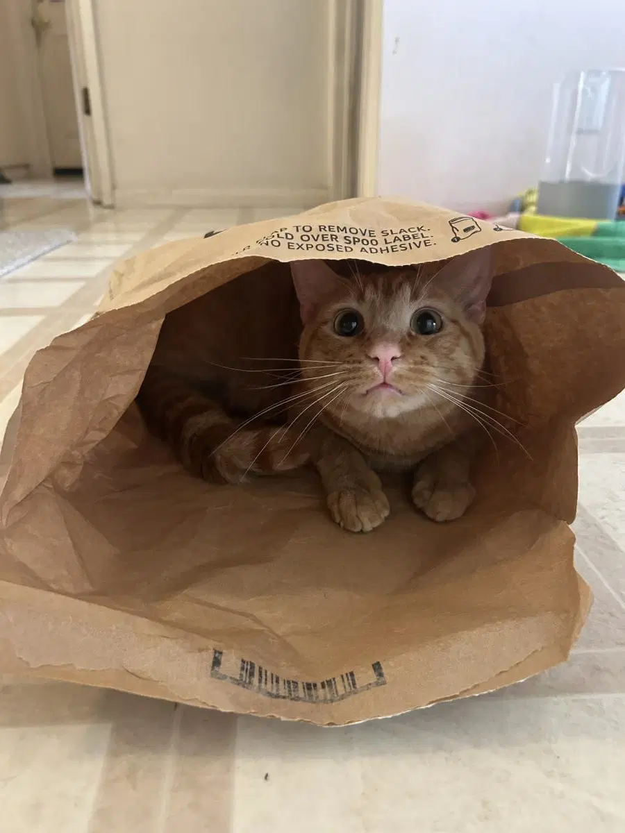 Frito - Domestic Short Hair