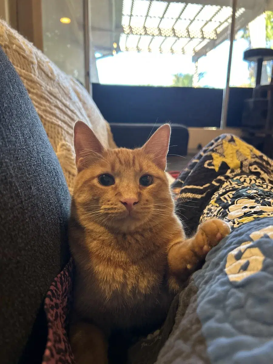 Frito image 4