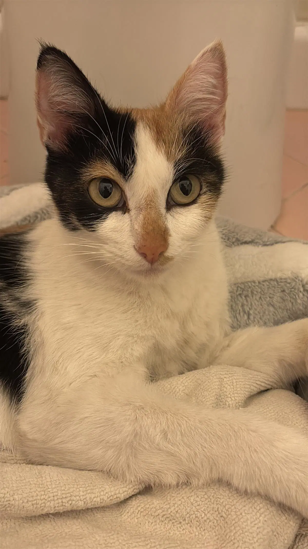 Honey - Domestic Short Hair