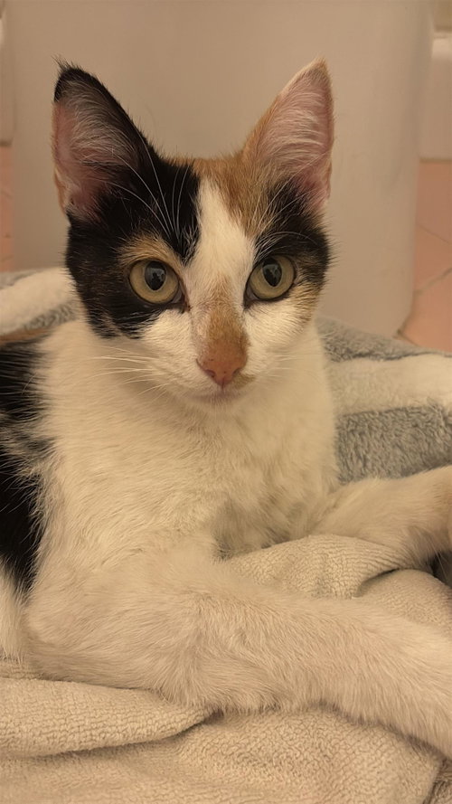 picture of the cat needing adoption