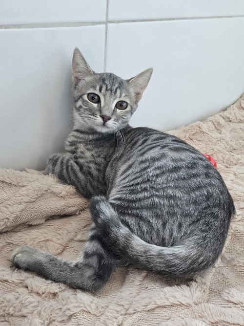 picture of the cat needing adoption