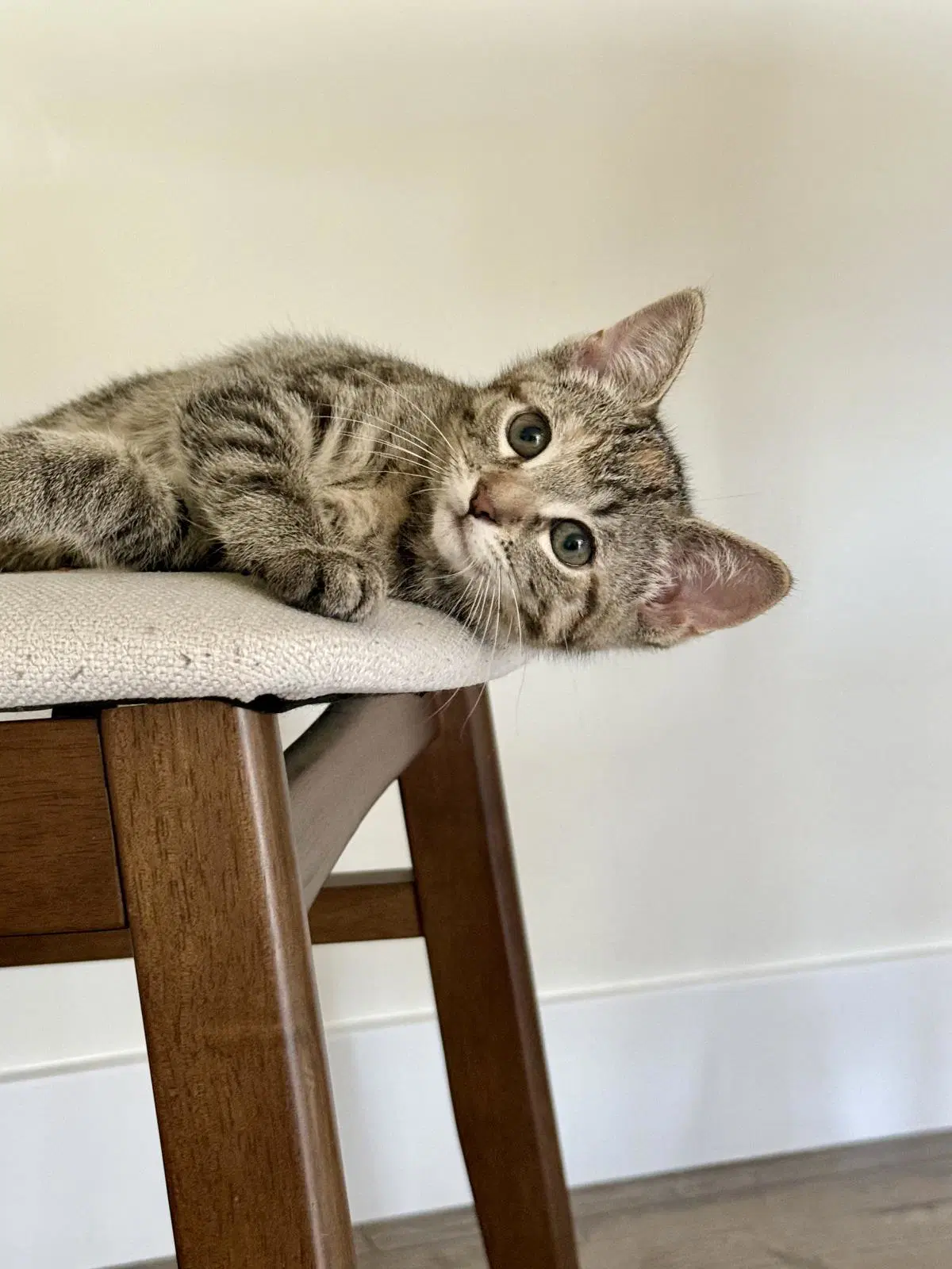 Bindi image 1