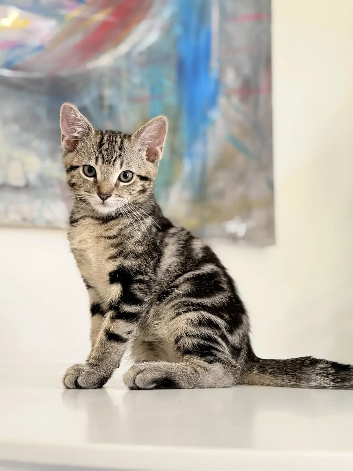 Fonzy - Domestic Short Hair