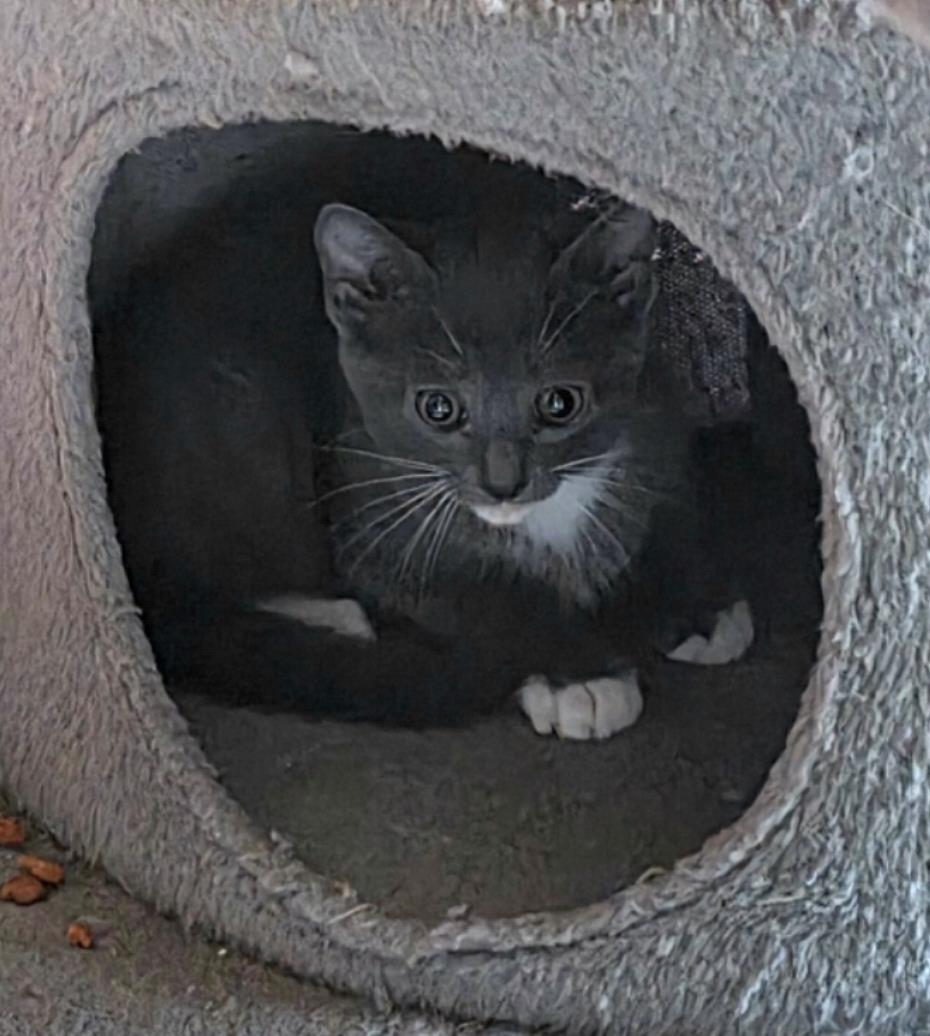 Koa