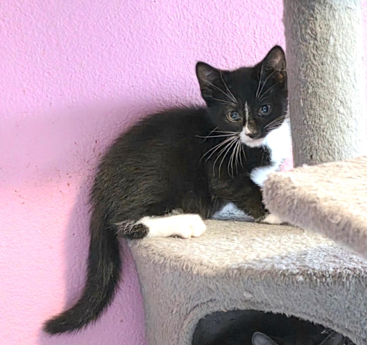 Oreo