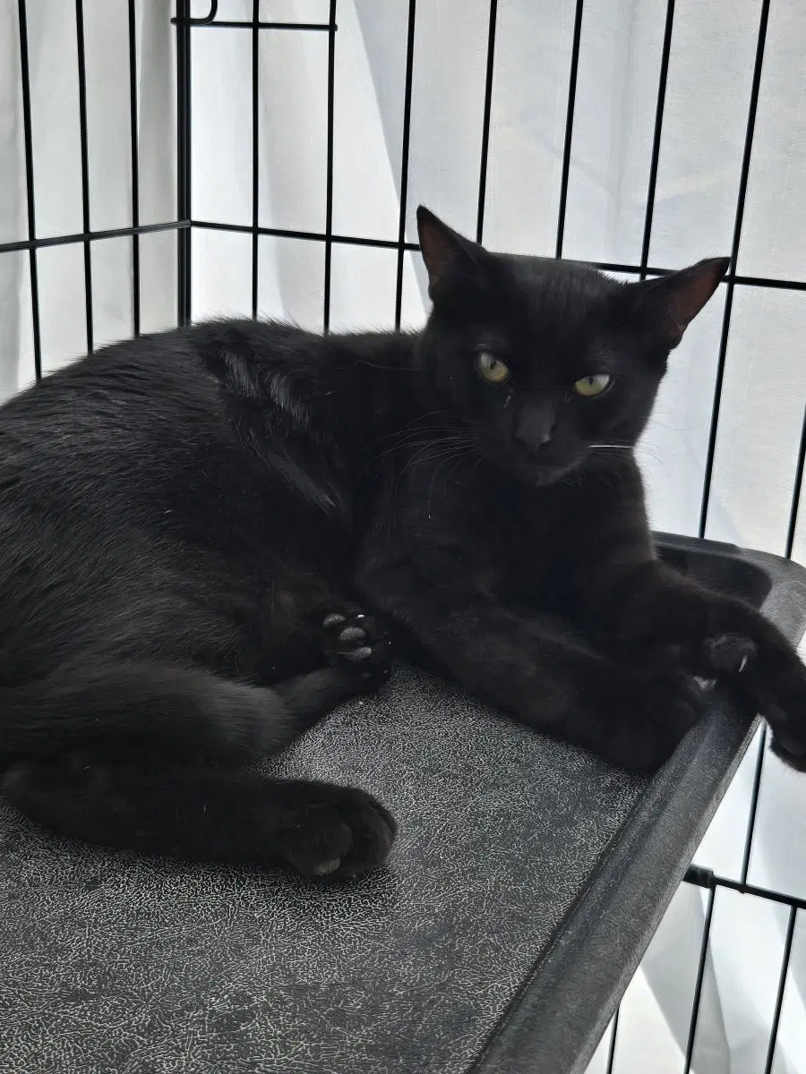 Circe - Domestic Short Hair