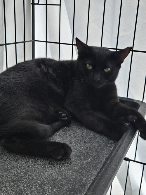Circe, a cat for adoption from The Cat Lounge Rescue and Adoption Center