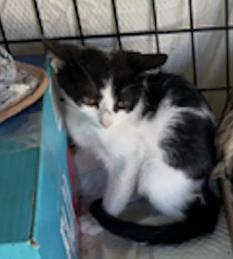 Penelope - Domestic Short Hair