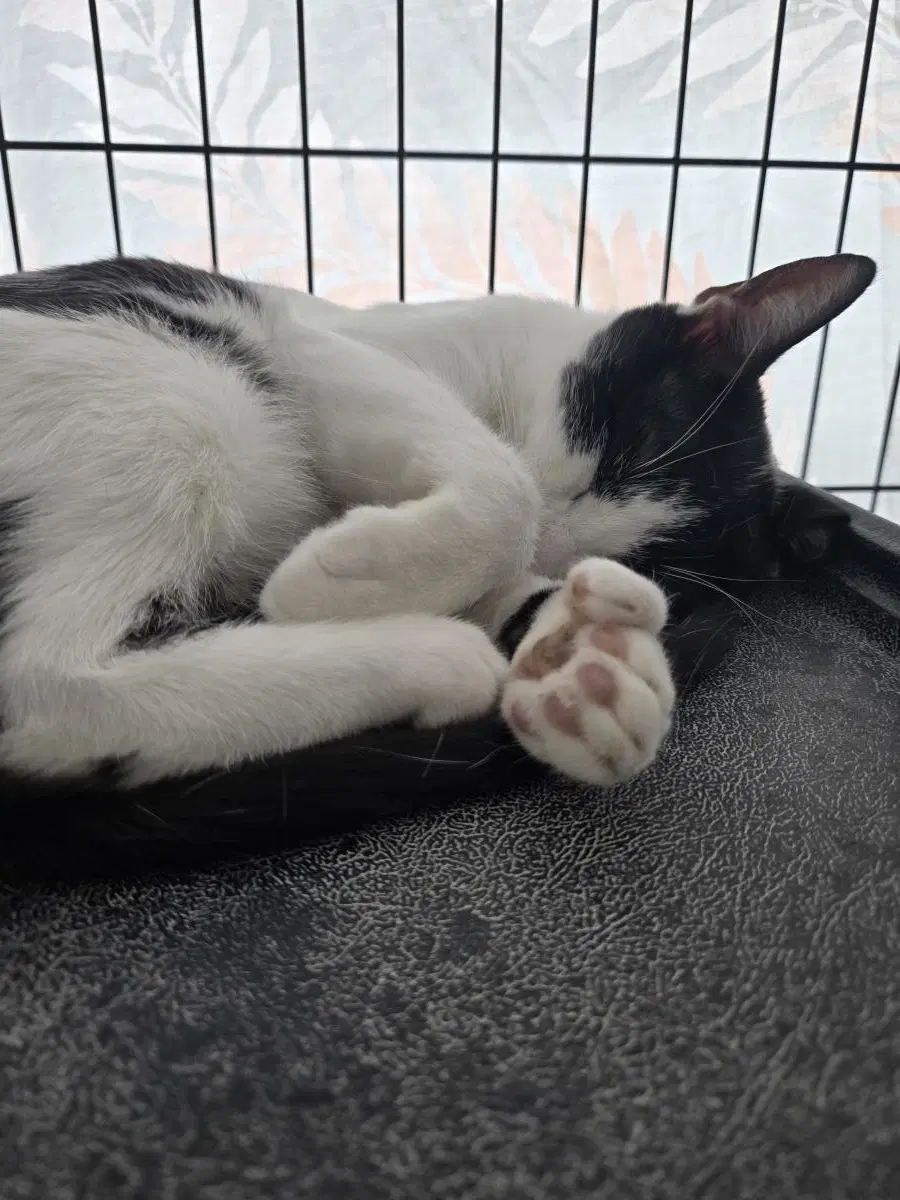 Penelope - Domestic Short Hair
