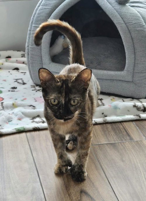 Calyspo, a cat for adoption from The Cat Lounge Rescue and Adoption Center