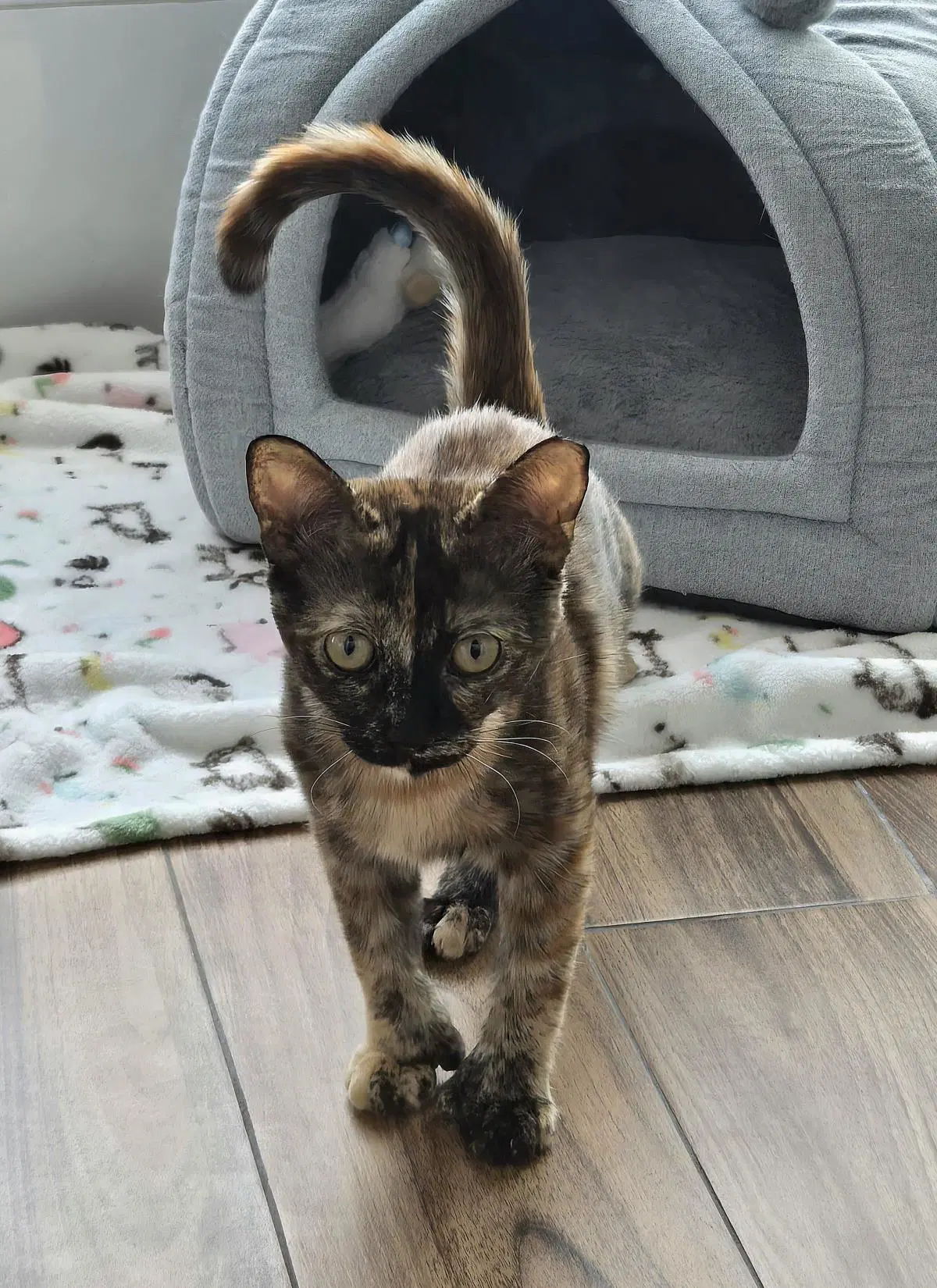 Calyspo - Domestic Short Hair