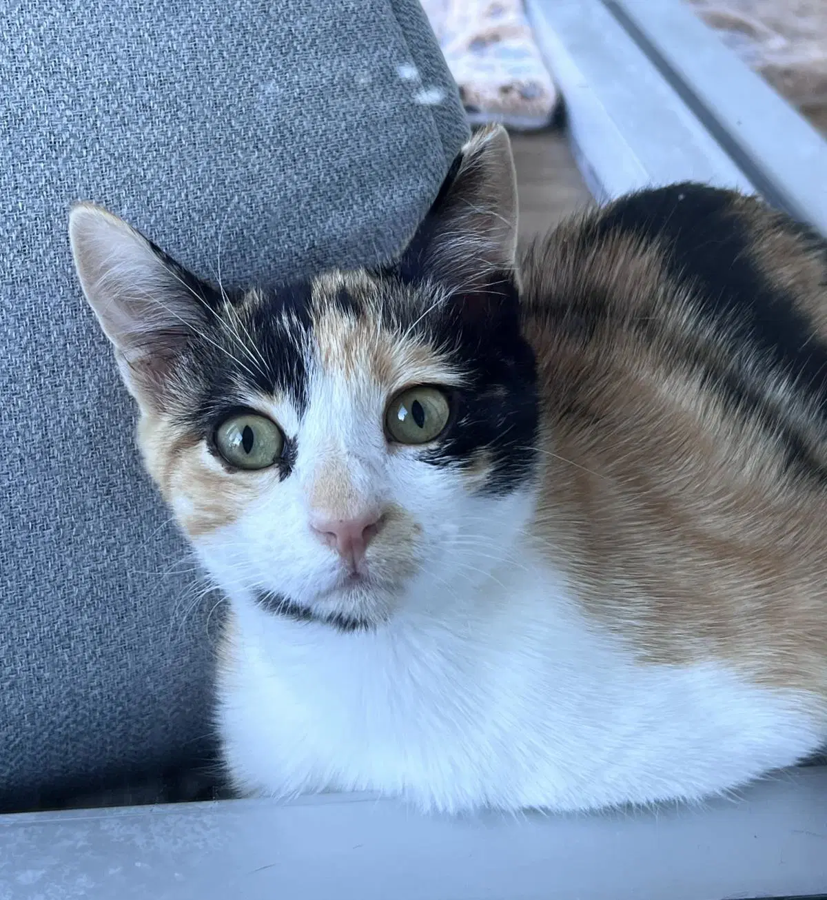 Athena - Domestic Short Hair