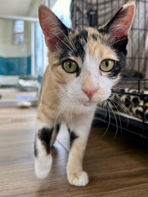Athena, a cat for adoption from The Cat Lounge Rescue and Adoption Center