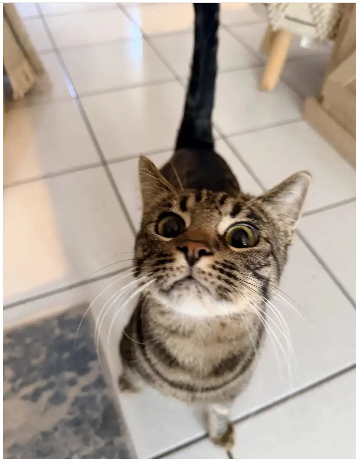 Gabbana - Domestic Short Hair