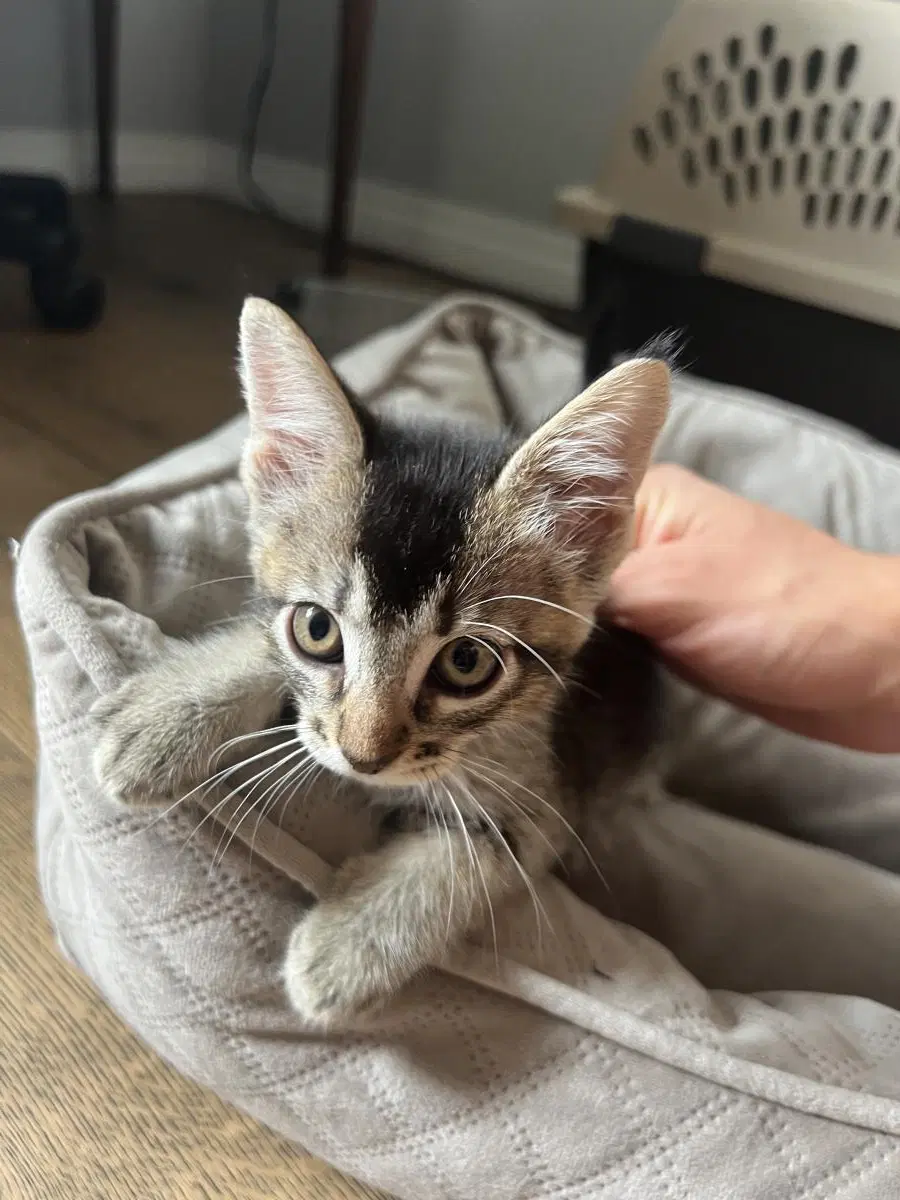 Mayhem - Abyssinian