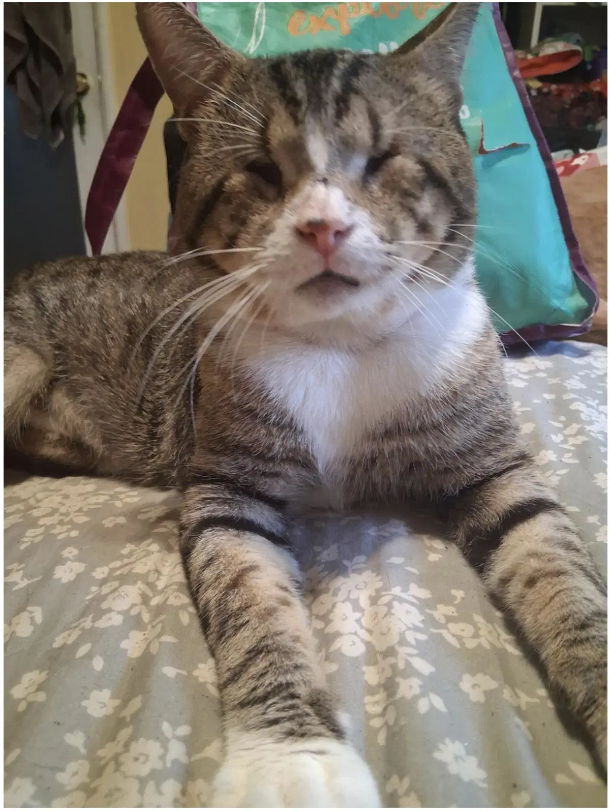 Scar - Domestic Short Hair