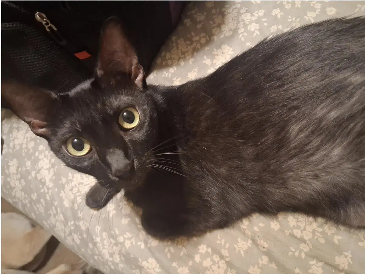 Moses - Domestic Short Hair