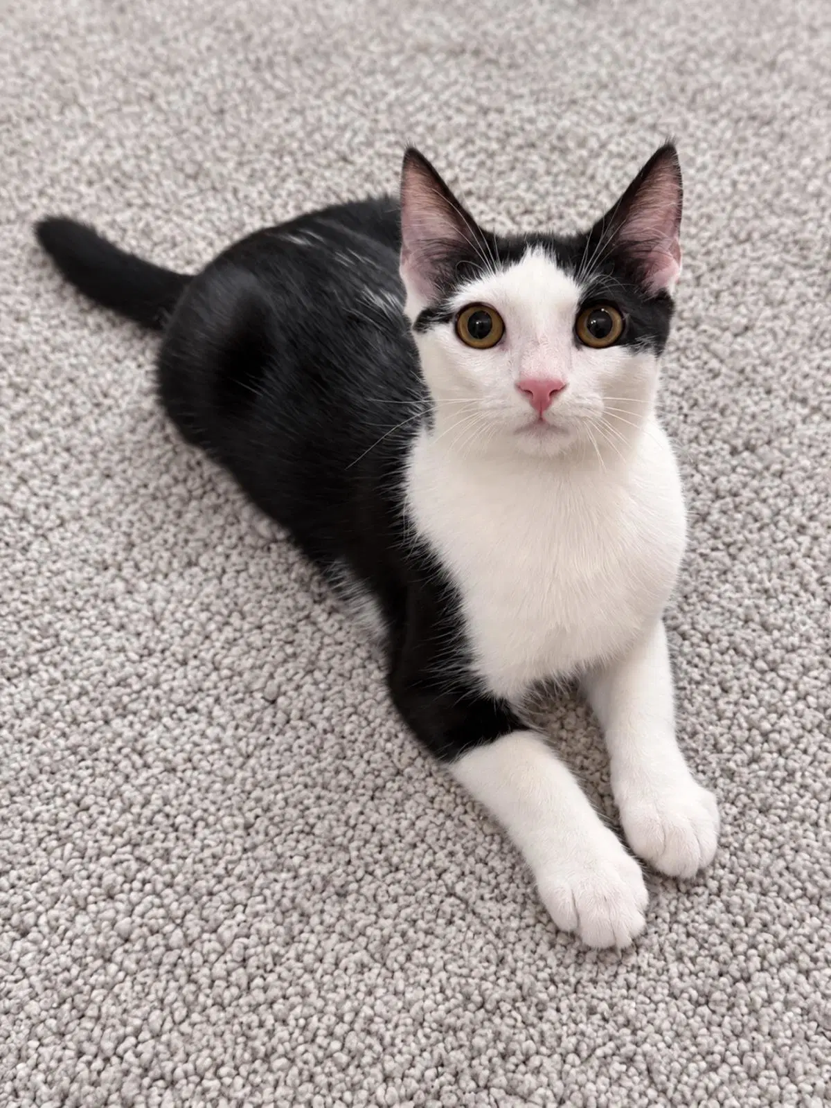 Chalupa - Domestic Short Hair