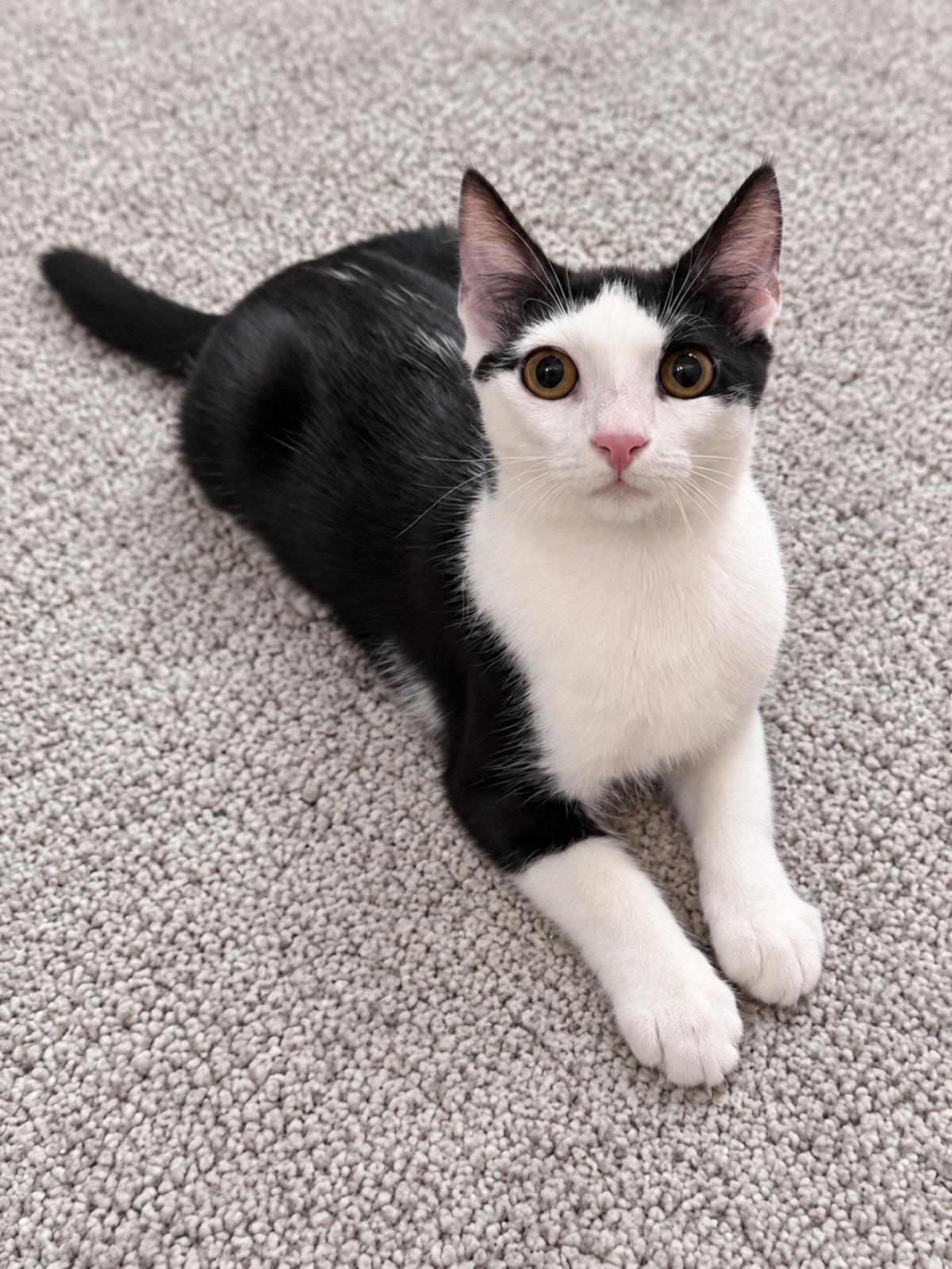 Chalupa