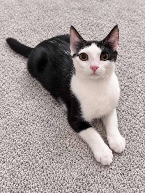 Chalupa, a cat for adoption from The Cat Lounge Rescue and Adoption Center