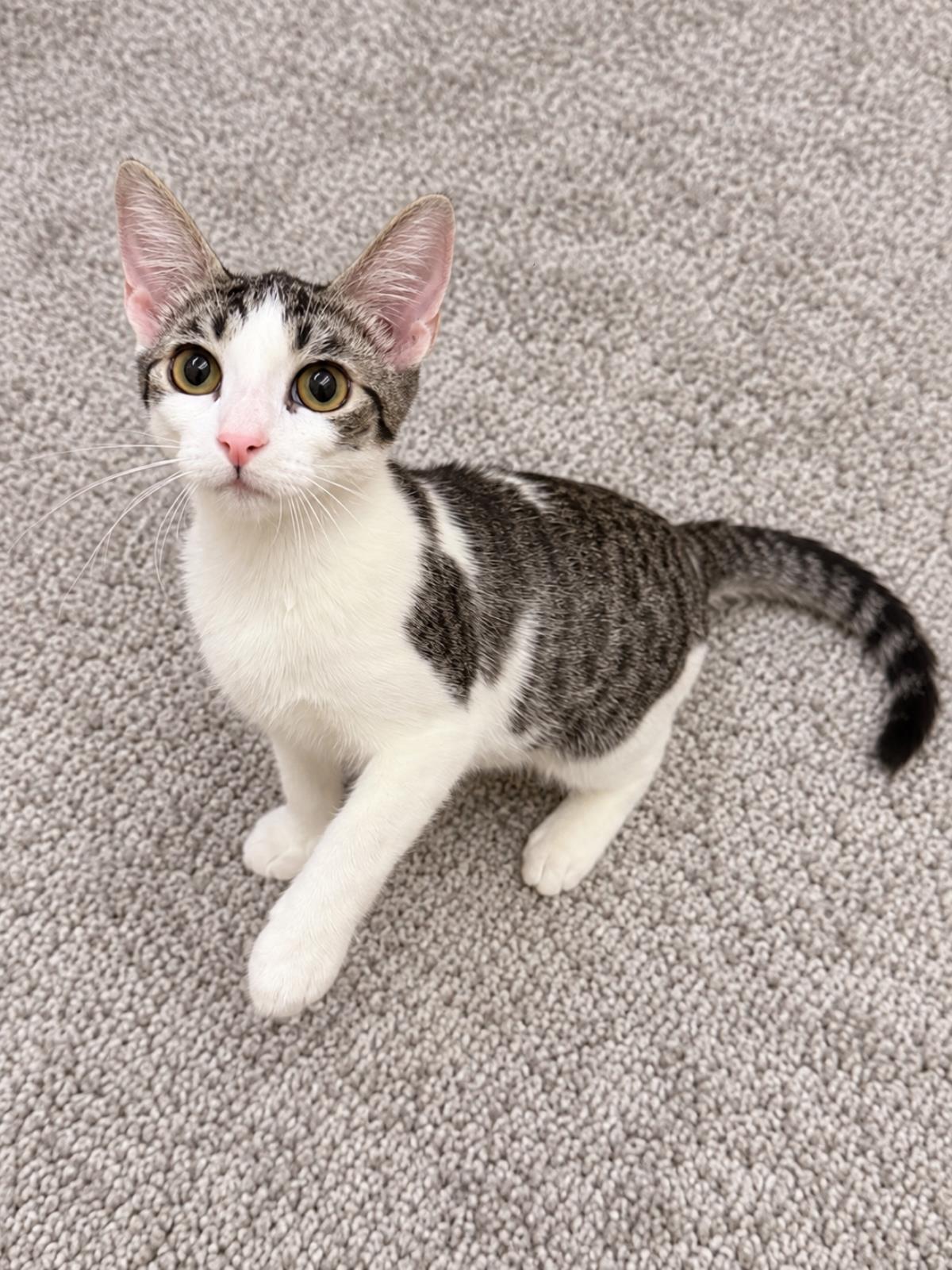 Gordita Crunch, Domestic Short Hair