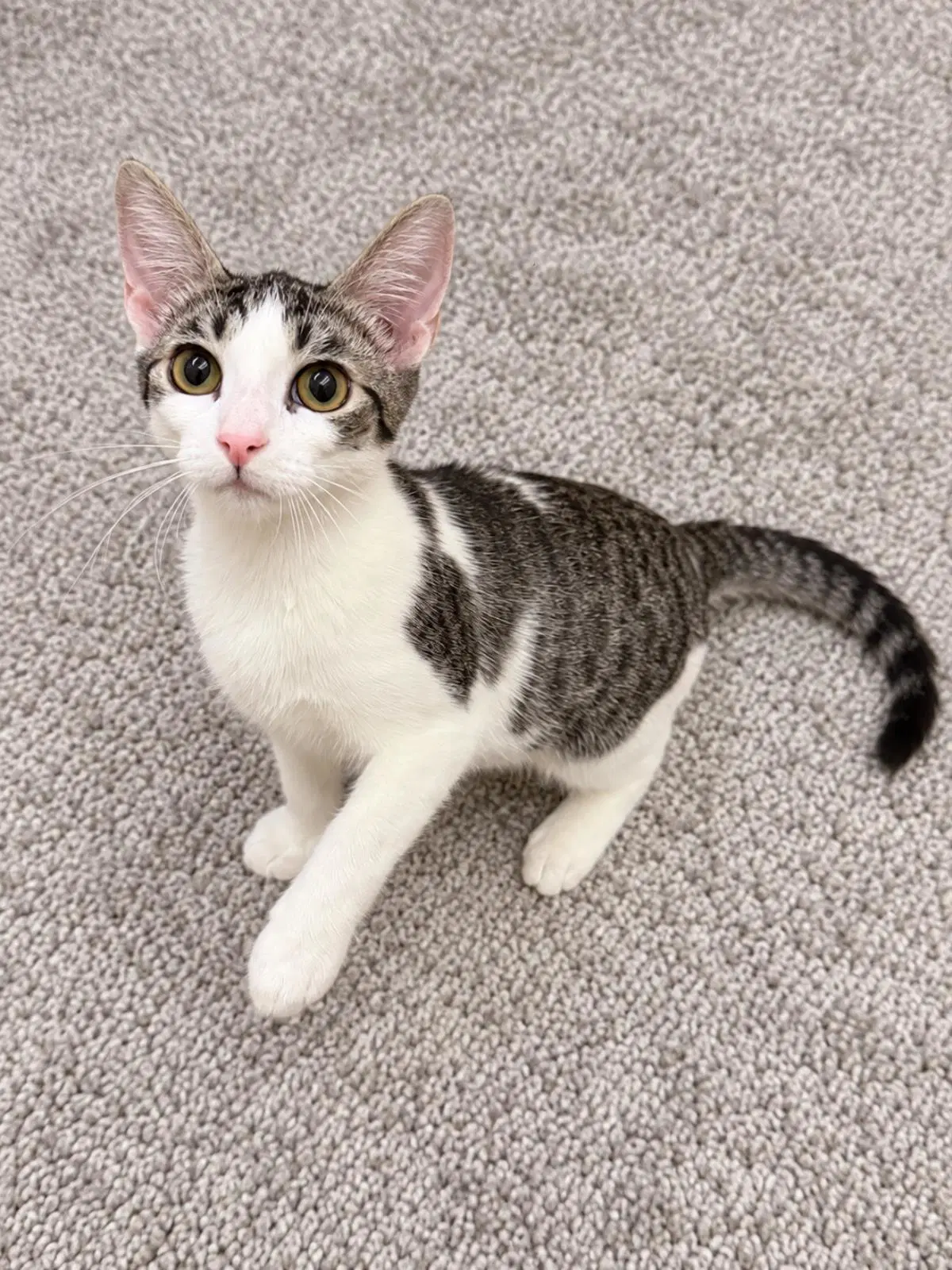 Gordita Crunch - Domestic Short Hair