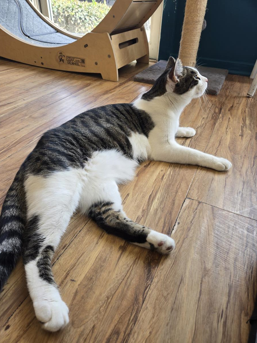 Dolce, Domestic Short Hair