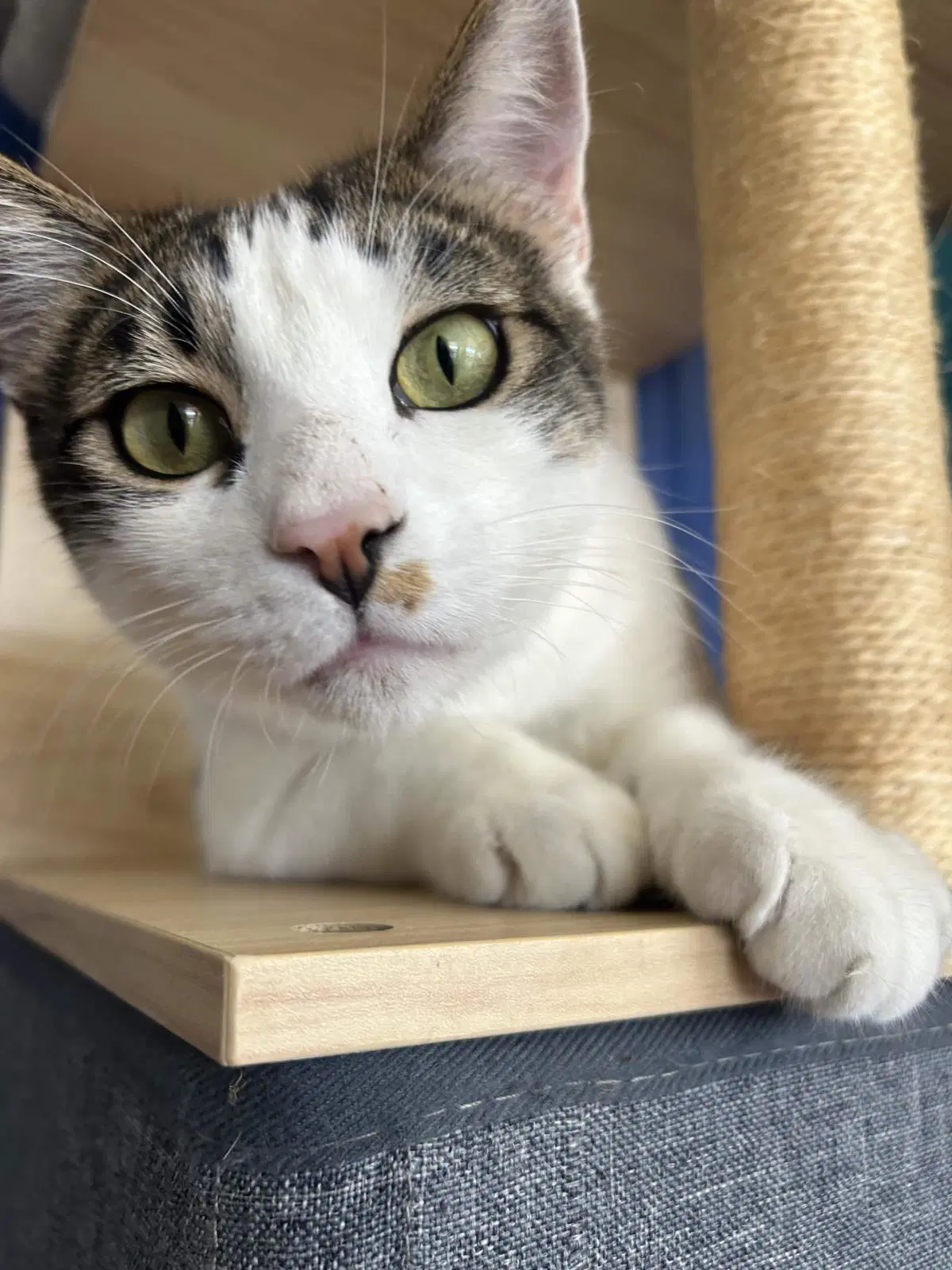 Dolce - Domestic Short Hair