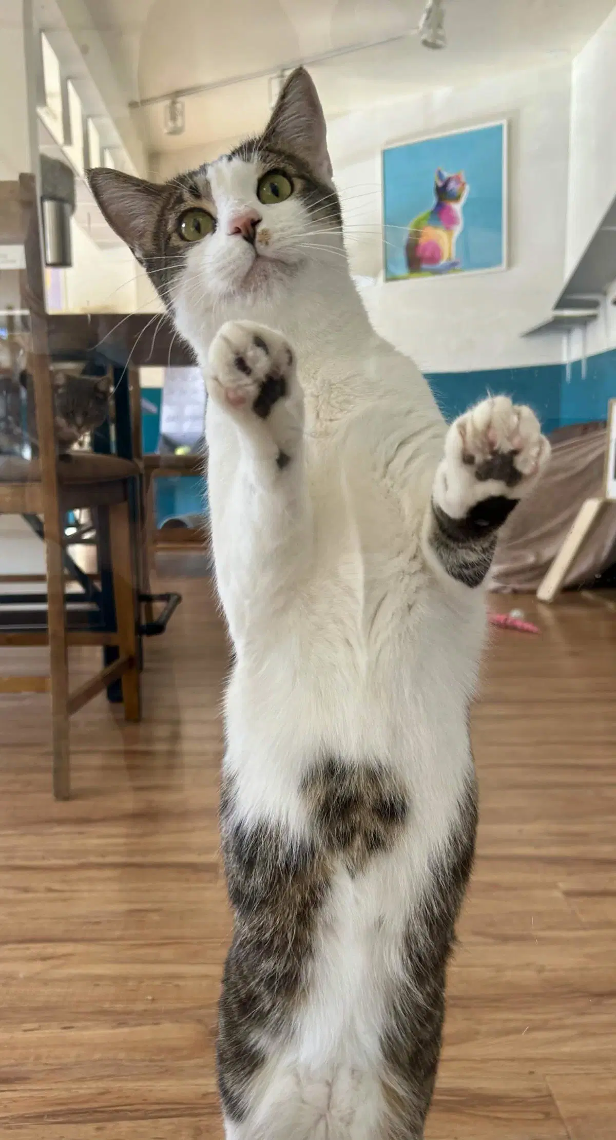 Dolce - Domestic Short Hair