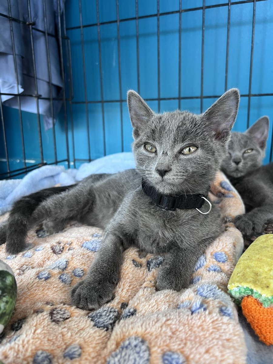 Tobasco, Russian Blue