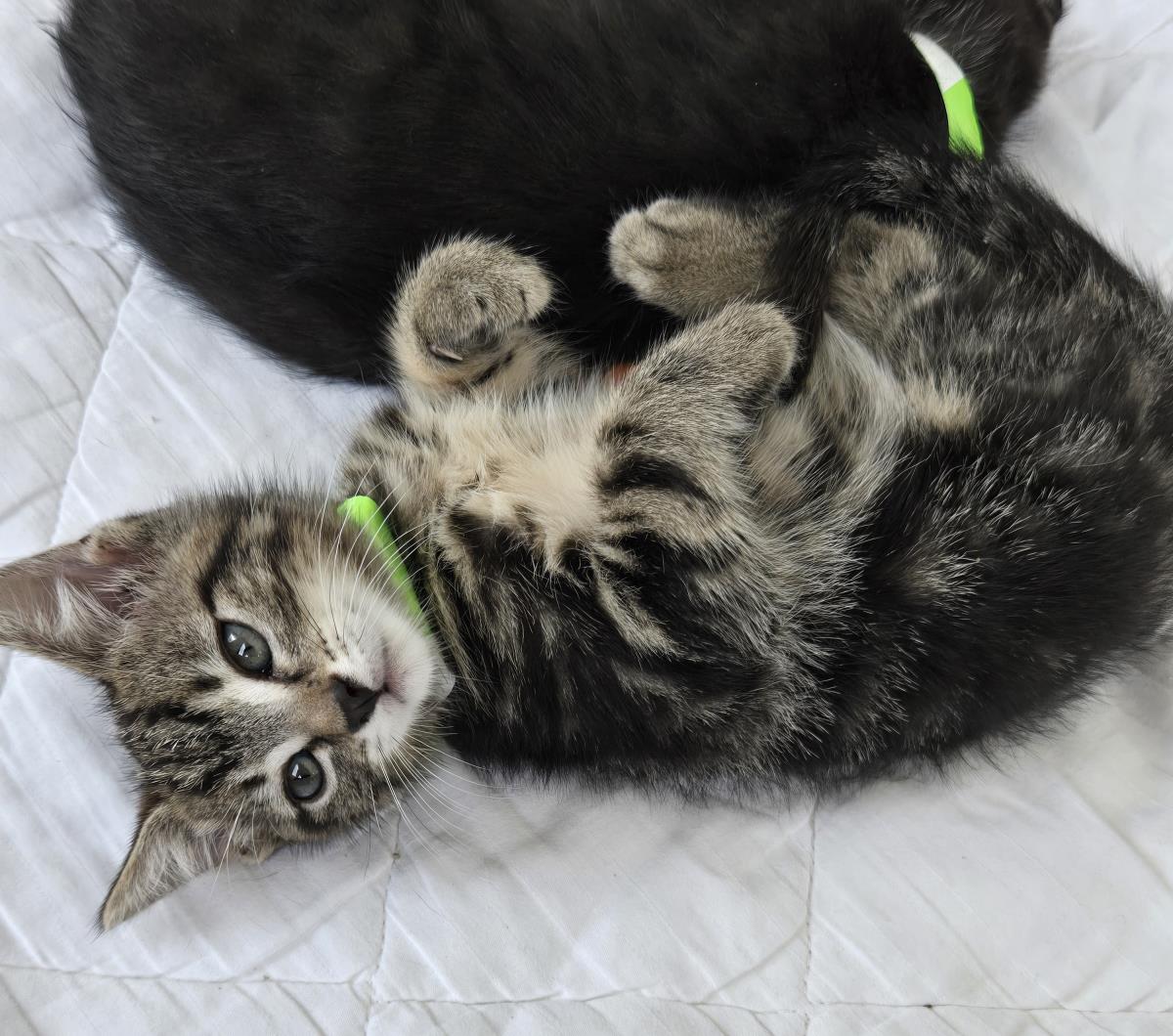 Cider, Domestic Short Hair