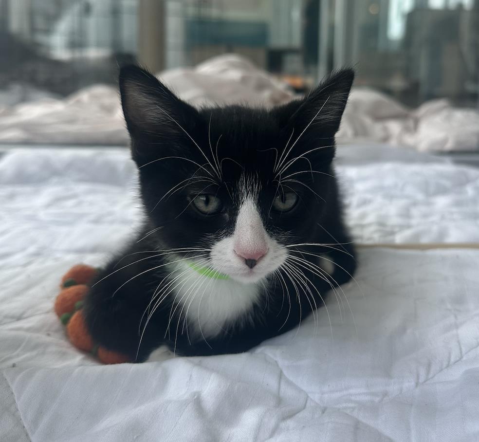 Matcha, Domestic Short Hair