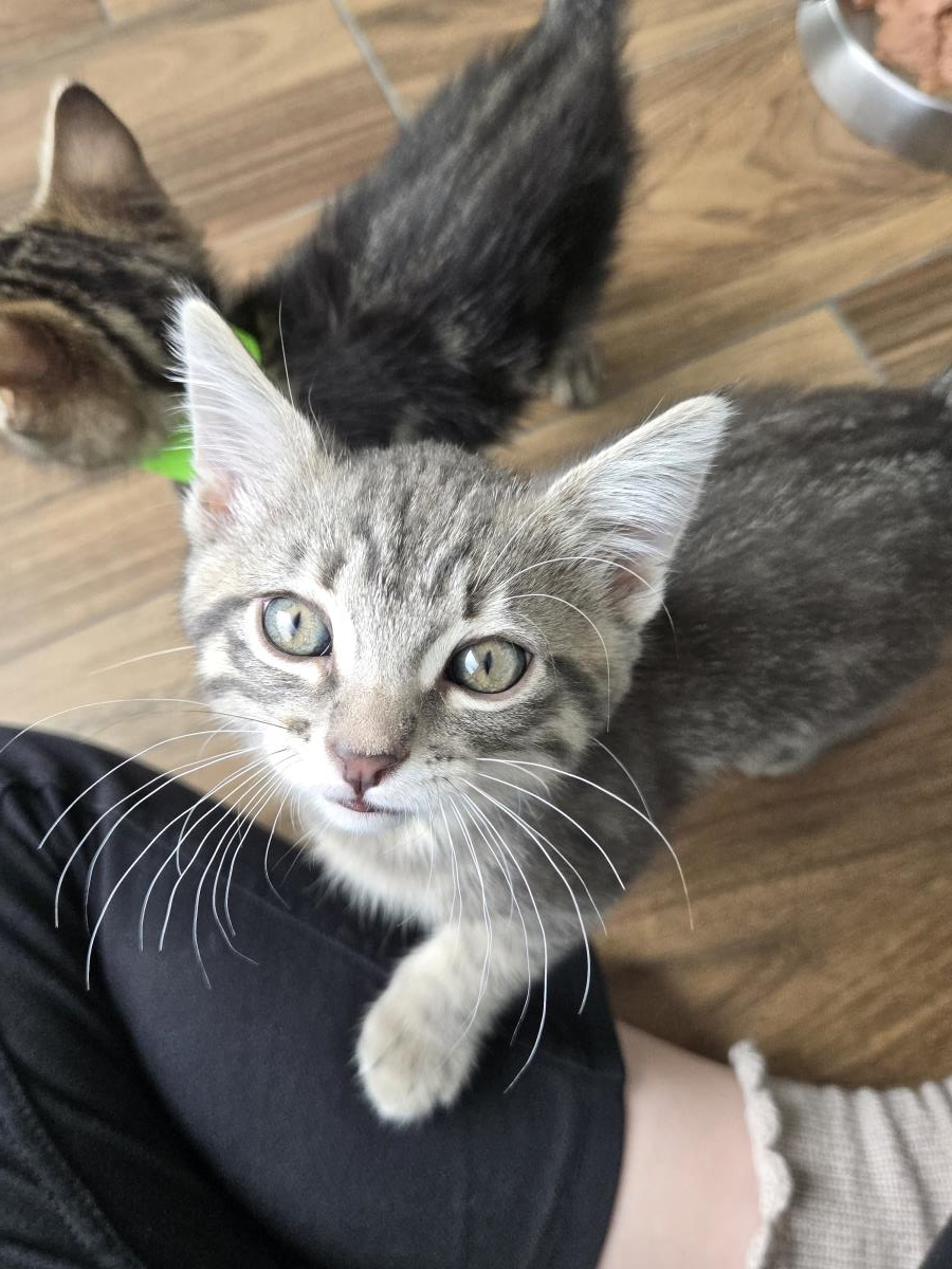 Chai, Domestic Short Hair