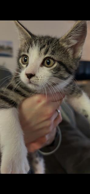 Photo 3 of Gidget