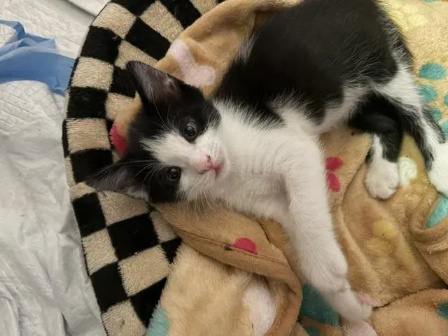 Jersey - Domestic Medium Hair