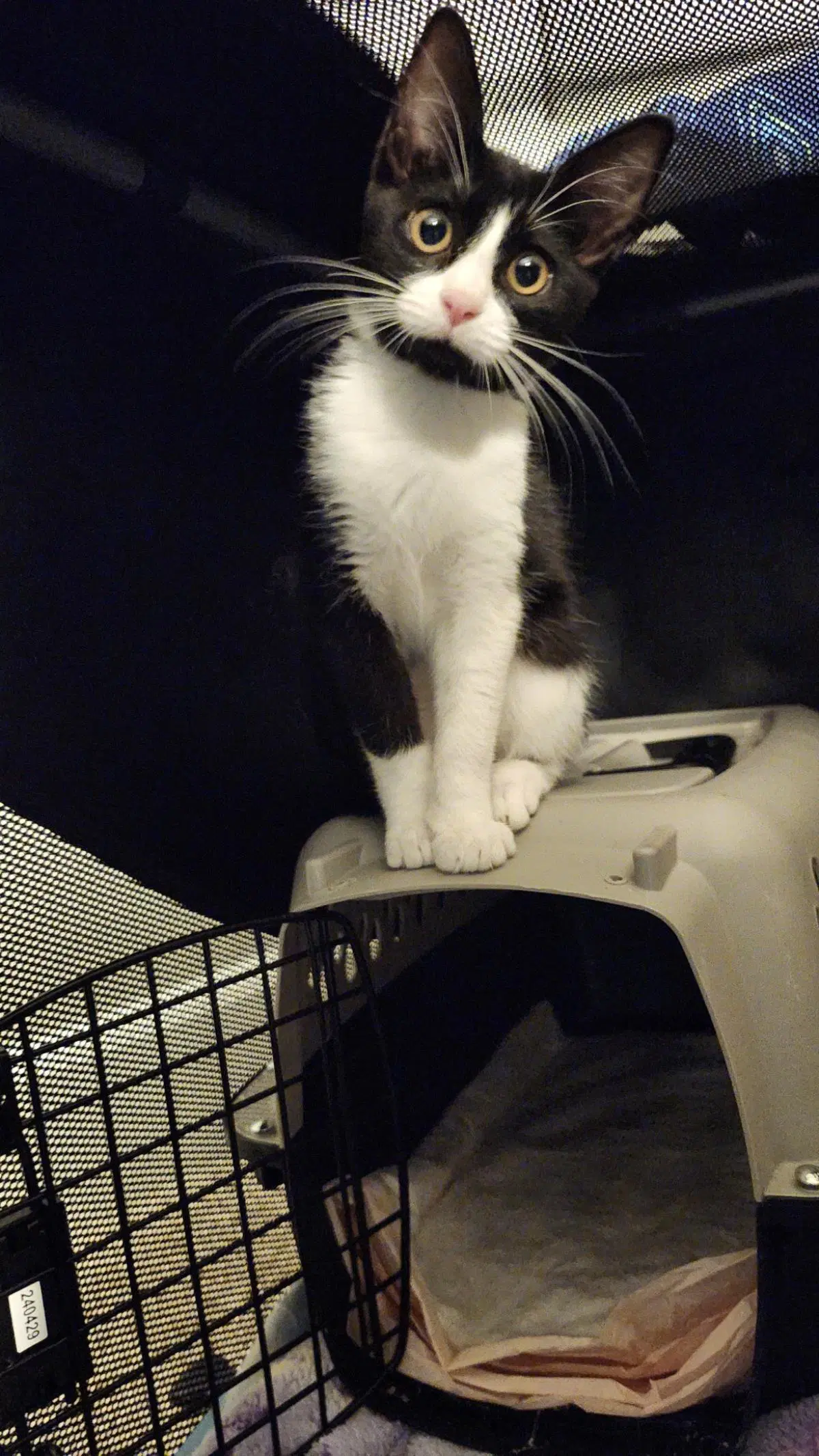 Wesley - Domestic Short Hair