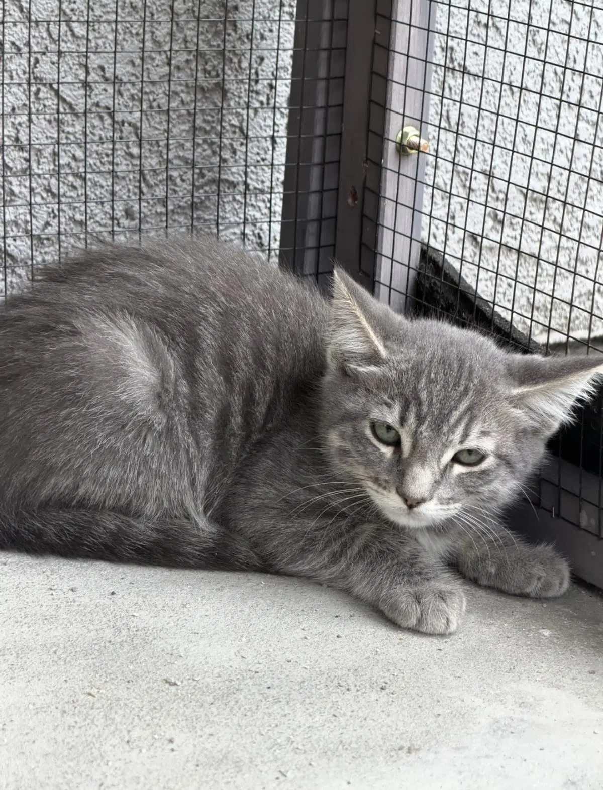Candy Corn - Domestic Short Hair